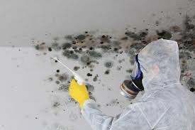 Best Mold Odor Removal Services  in Fern Prairie, WA